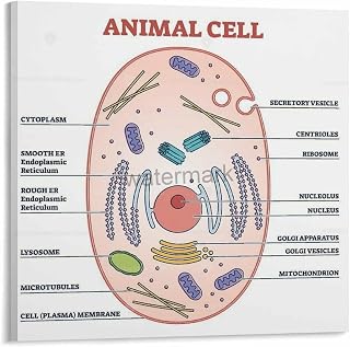Bacterial Cell Structure Breakdown Biology Posters (5) Canvas for Bedroom Living Room Decor 12x12inch(30x30cm) Frame-style