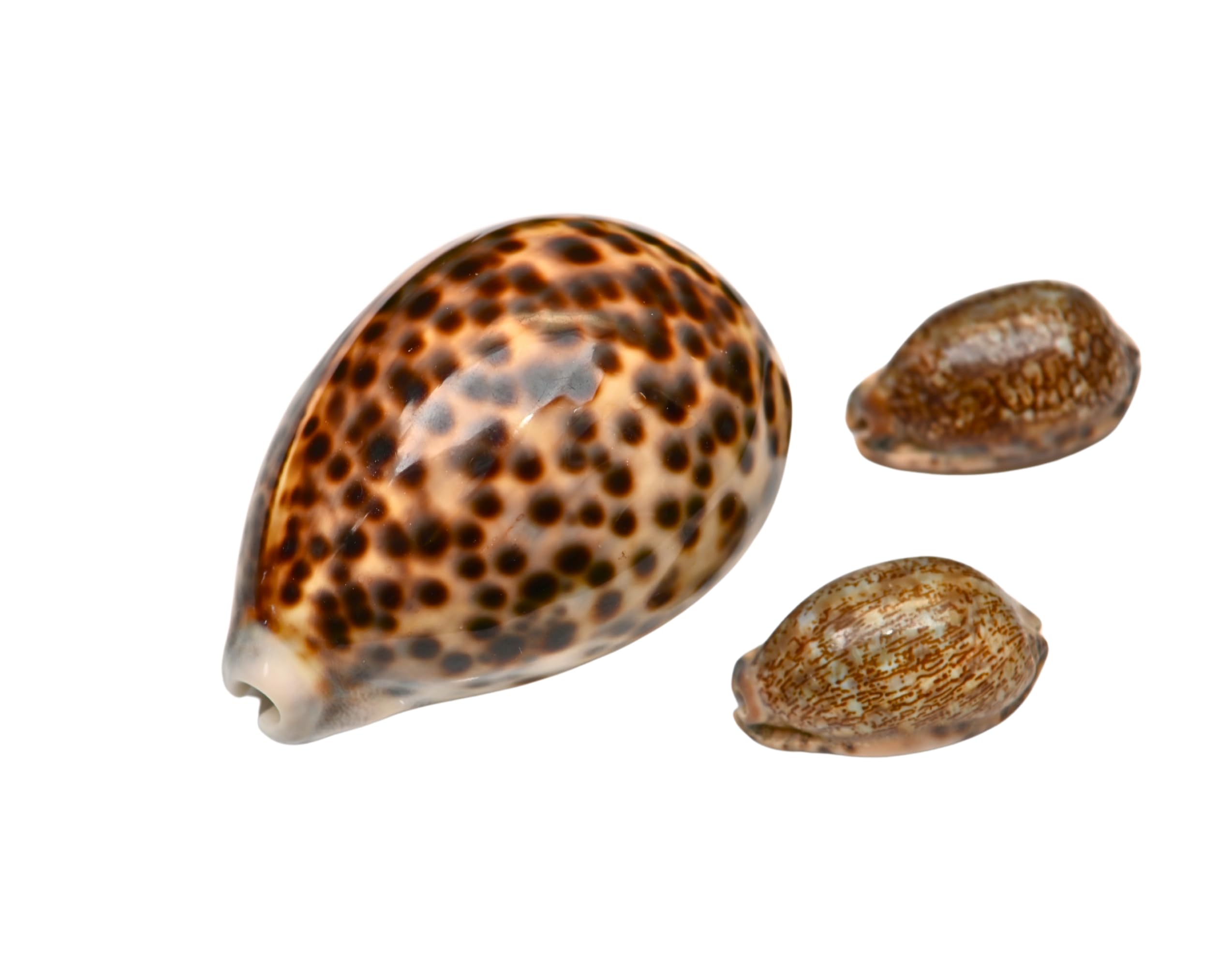 Tiger Cowrie Shell Set – 1 Large (7–5cm) + 2 Mini Cowries – Natural Decorative Seashells for Crafts, Décor & Collecting