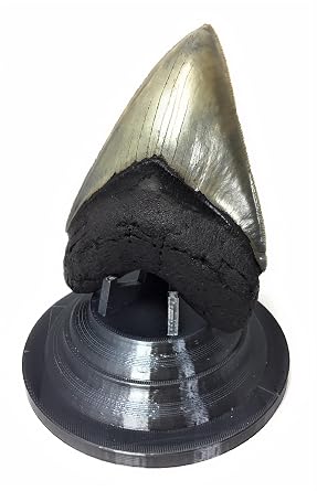 Beautiful 3D Printed Megalodon Shark Tooth Display Stand with a 4-5/8 Round Base (Silk Black)