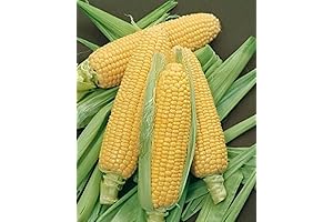 1/4 lb. Bodacious Sweet Corn Seeds: Cultivate Exceptional Sweetness in Your Garden