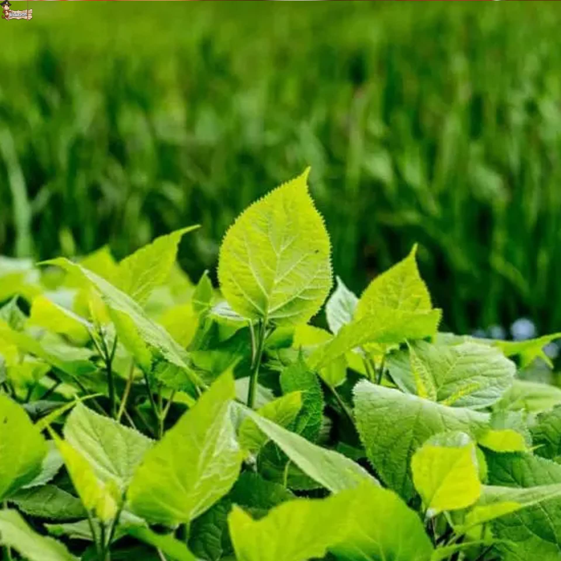 BricoLoco.com Humus de lombriz líquido ¡¡¡ Pack 3 litros !!! (3X1 LTS) Abono Fertilizante huerto, Plantas. Apto para Agricultura ecológica. Mejora fertilidad del Suelo, aporta Materia orgánica. (3)
