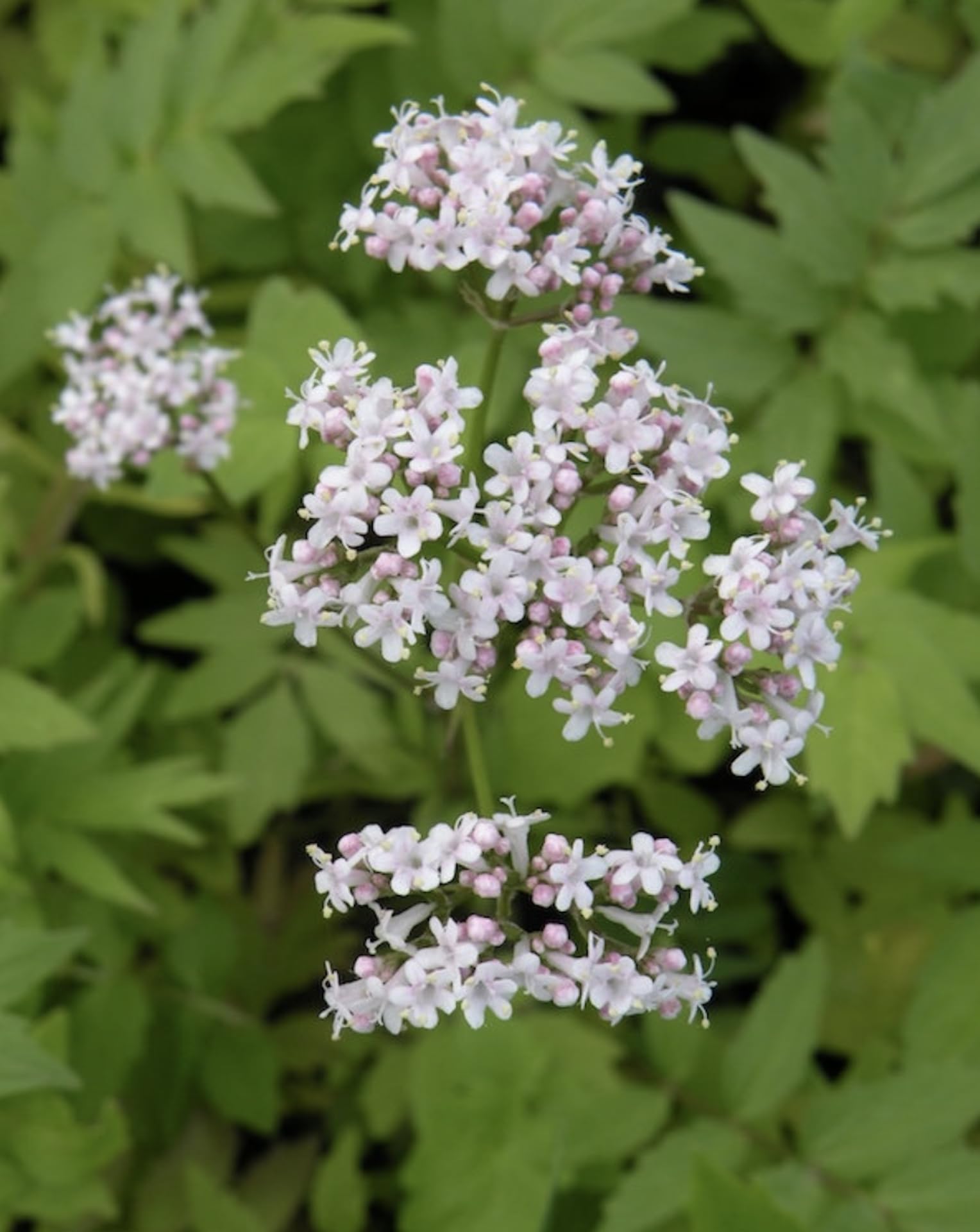 Valeriana officinalis| Valerian | 6 Plug Plants | Wildflower