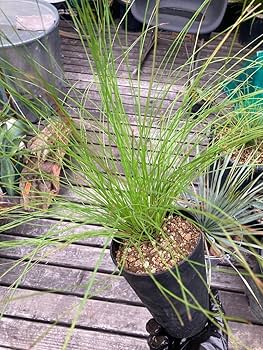 Amazon.co.jp: ダイオウショウ大王松◇南国ドライガーデン庭木