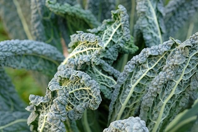 Just Seed - Vegetable - Borecole - Nero di Toscana - 1000 Seeds