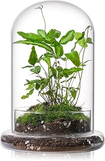 WHJY Glass Cloche Terrarium with Base