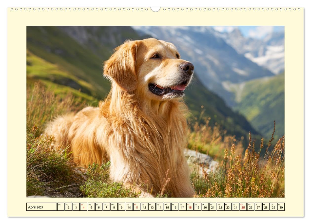 CALVENDO - Golden Retriever. Treue Seelenhunde in der Bergwelt (hochwertiger Premium Wandkalender 2027 DIN A2 quer), Kunstdruck in Hochglanz: Inmitten der majestätischen Alpenkulisse zeigen diese toll