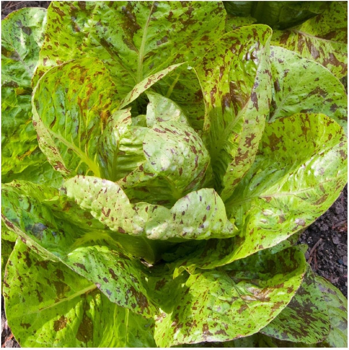 Everwilde Farms - 1/4 Lb Organic Freckles Romaine Lettuce Seeds - Gold Vault