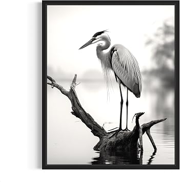 Heron Art Prints Posters, Black and White Photography Wall Art, Wildlife Safrai Jungle Nature Inspired Photos, Exotic Animal Wall Decor. Heron, 24x36 inches Unframed