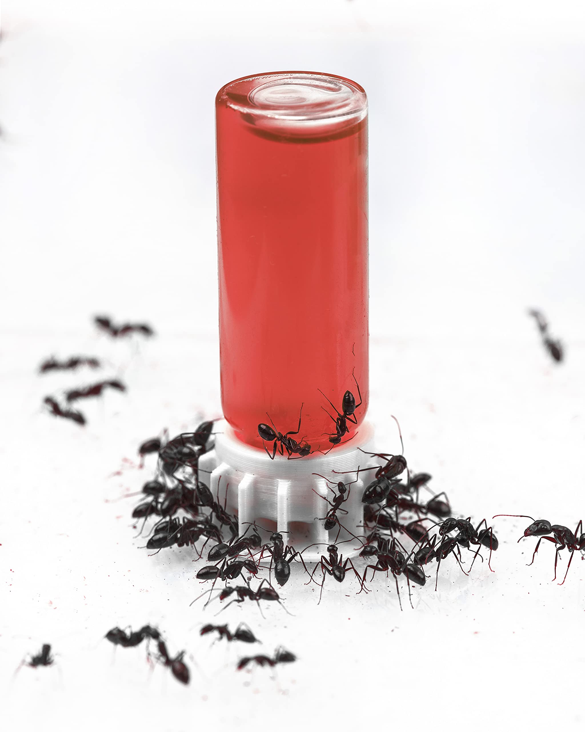 Alimento Per Formiche AntHouse Blue Sugar - 50 Ml, A Base Di Zucchero, Integratore Energetico Per Terrari - Foto 14