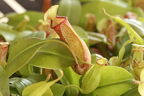 Miniatura 7 de Planta de jarra carnívora, planta de inicio vivo en una maceta de 2 pulgadas, Nepenthes St Gaya, hermosas plantas carnívoras tropicales de fácil