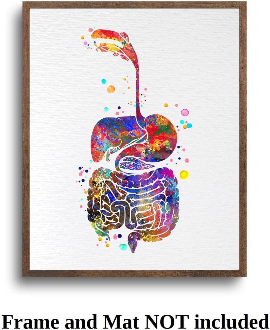 Dignovel Studios 11X14 Unframed Digestive System Human Anatomy Medical Science Doctor Clinic Hospital Watercolor Art Print Poster DN719