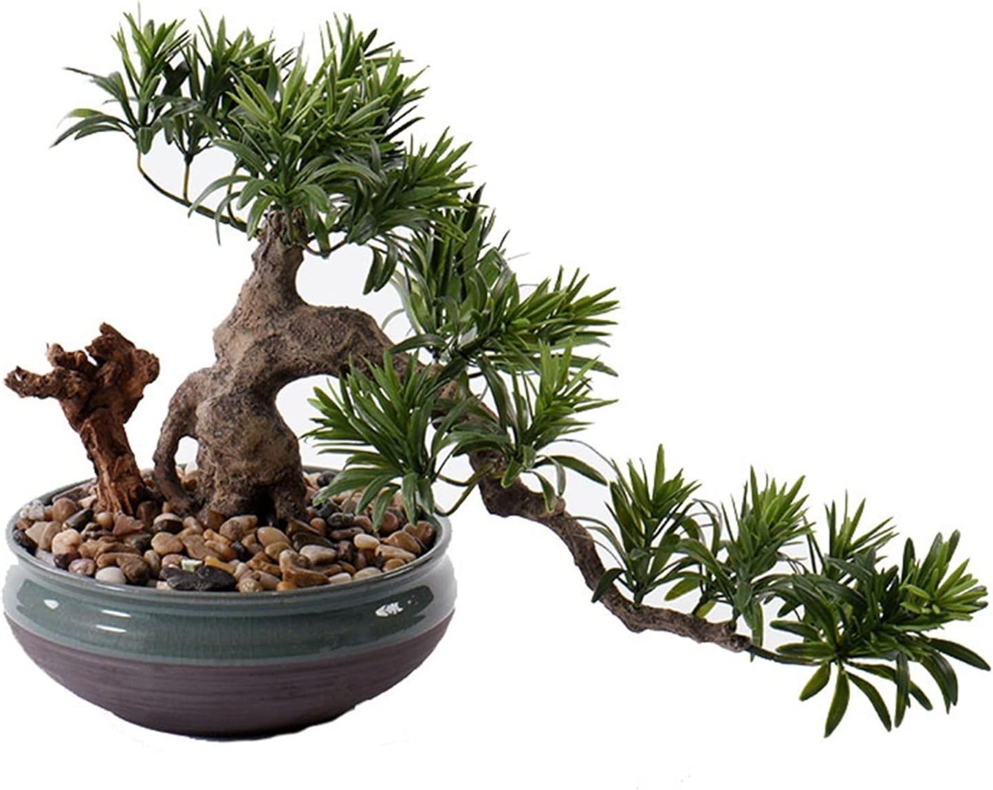 五葉松 斑入り 盆栽 8号陶器鉢つき 美形 五葉松 斑入り 盆栽 8号陶器鉢つき 美形