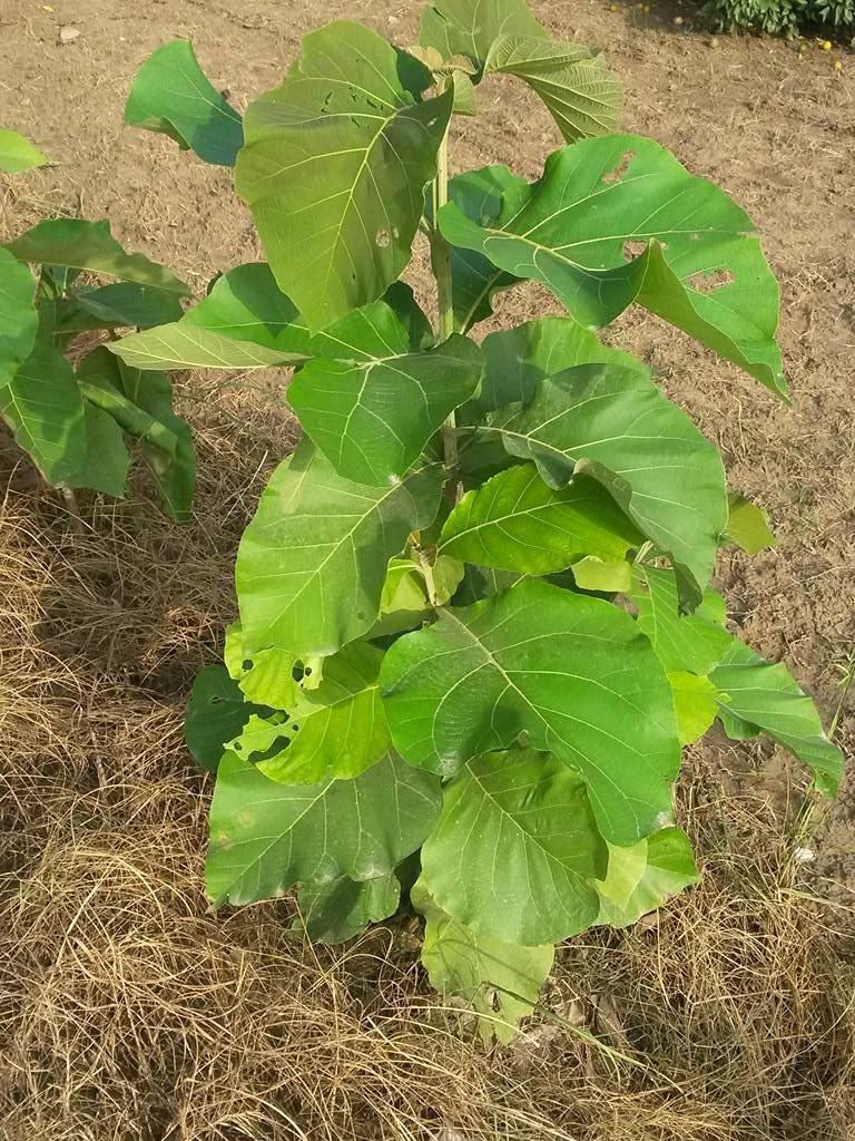 Aiden Gardens Live Plant Burma Teak, Tectona Grandis Most Priced Wood 1 Healthy Live Plant