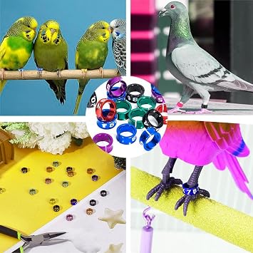 Open Bird Ring, Pack of 50 Bird Foot Ring, Bird Leg Bands Rings, for Birds, Parrots, Pigeons, Quails, Chicks, Inner Diameter Approx. 6 mm (Mixed Colours)