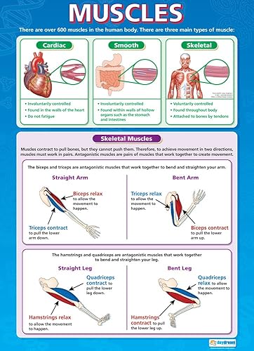 Miniatura 6 de Daydream Education Pósters de ciencia del cuerpo humano, juego de 5, extra grandes, 33 x 23.5 pulgadas, papel brillante, decoración de aula de