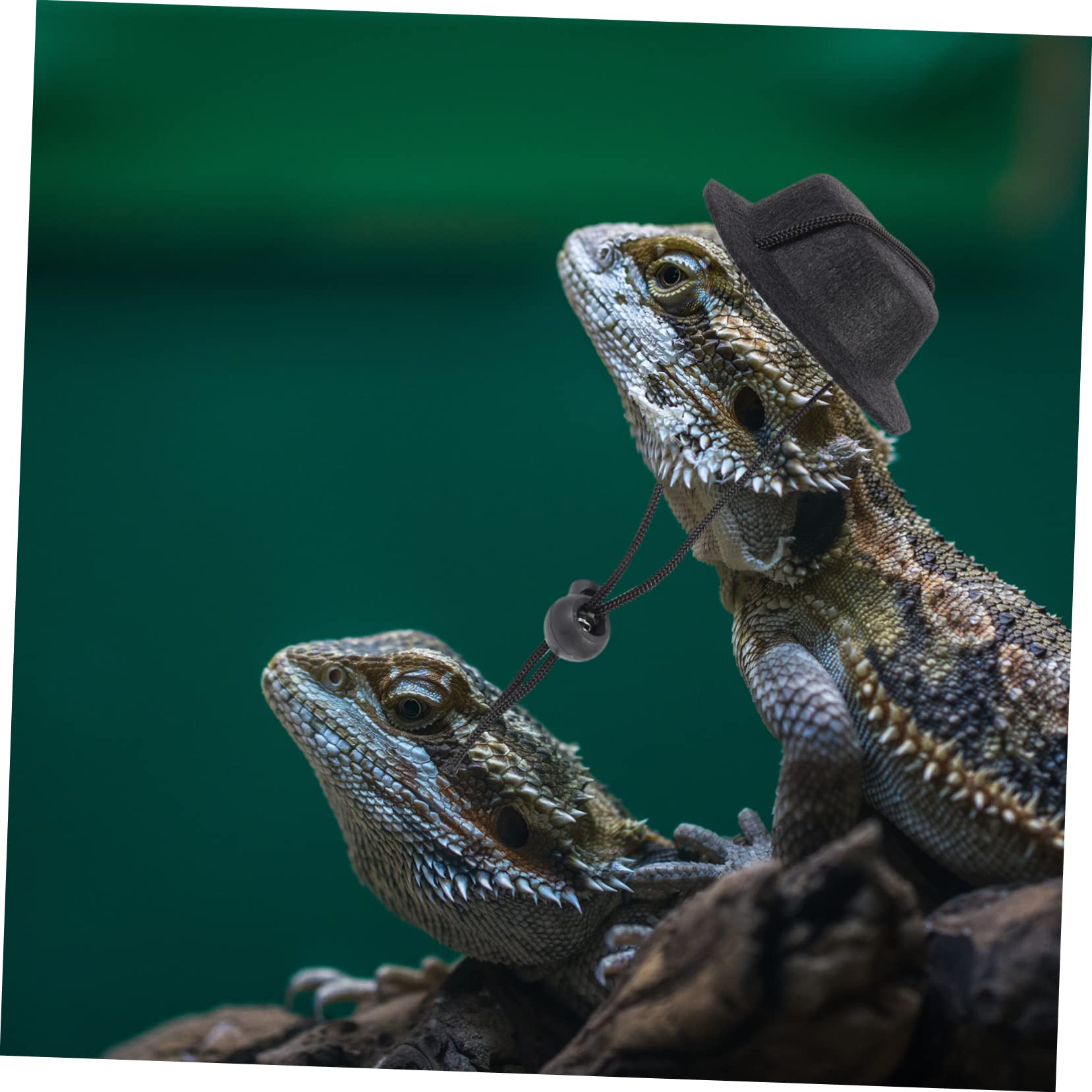 Angoily 4sets e Guinzaglio Per Lucertole Con Cappello Regolabile Per Passeggiate Accessori Per Rettili Per Gechi e Camaleonti Materiale Di Alta Qualità Stile Elegante Per Occasioni