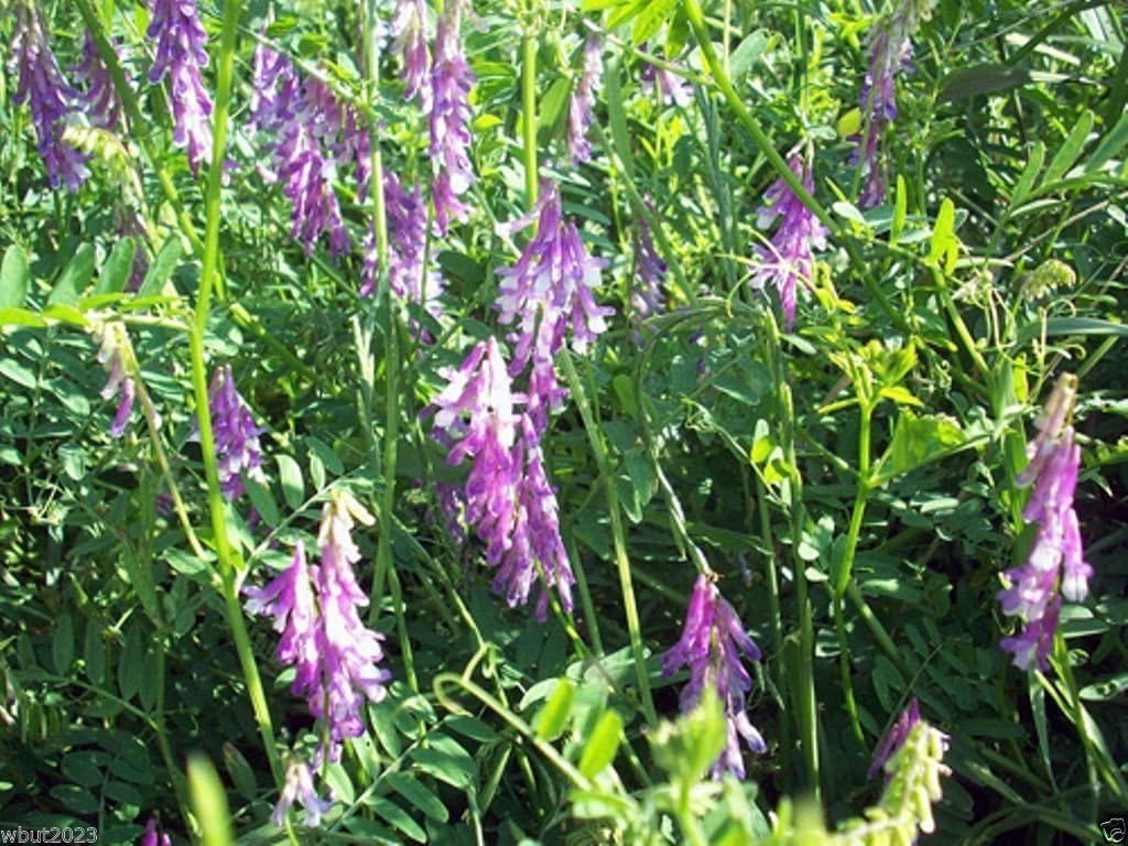 Hairy Vetch Seeds,Used as a Cover Crop, Green Manure, Pasture, Silage, and hay.