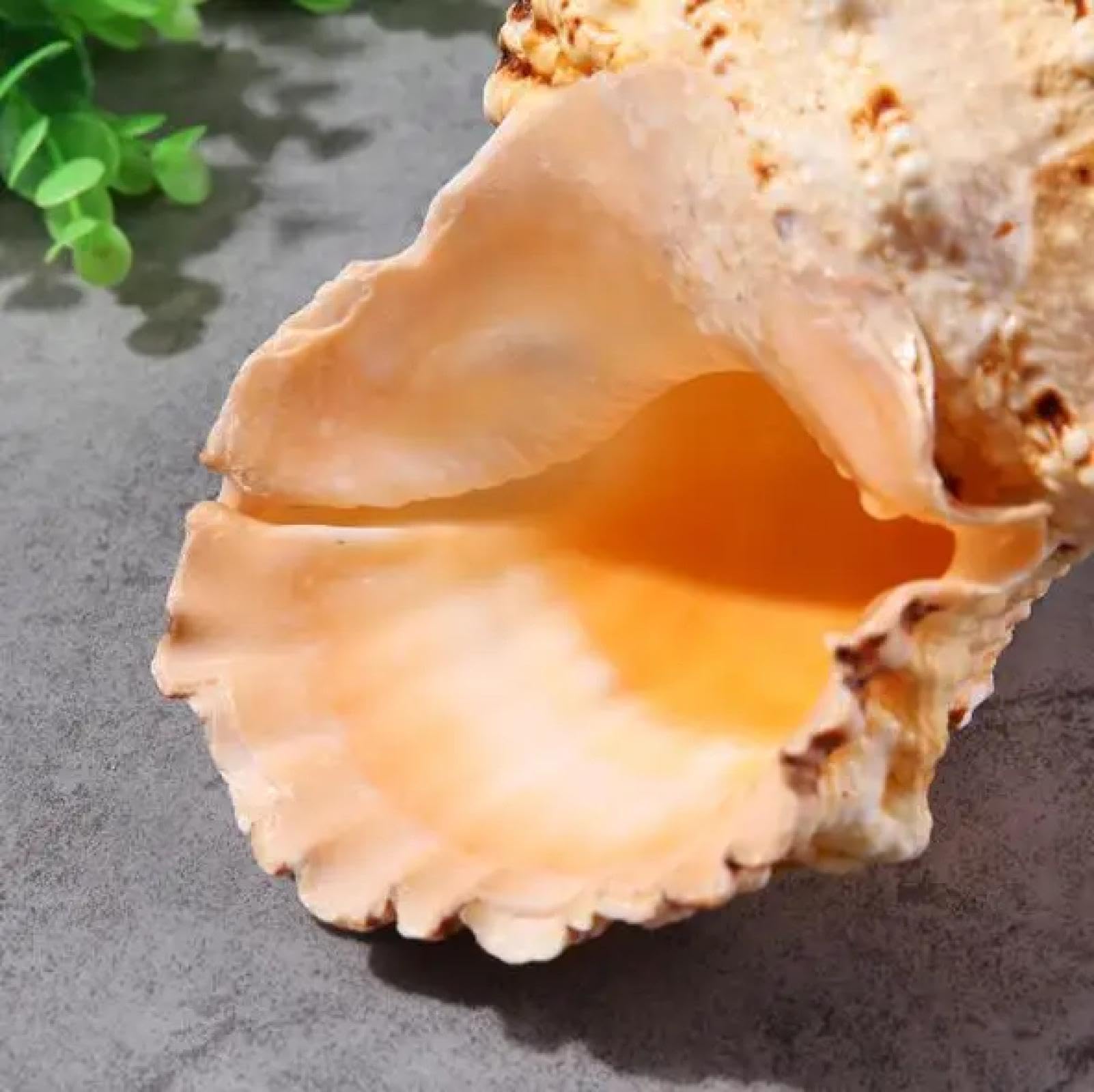 Conchiglie di mare per artigianato, 1 pezzo enorme conchiglia naturale per la decorazione della casa festa di nozze regali grande conchiglia spiaggia conchiglia campione di conchiglie per acquari 17