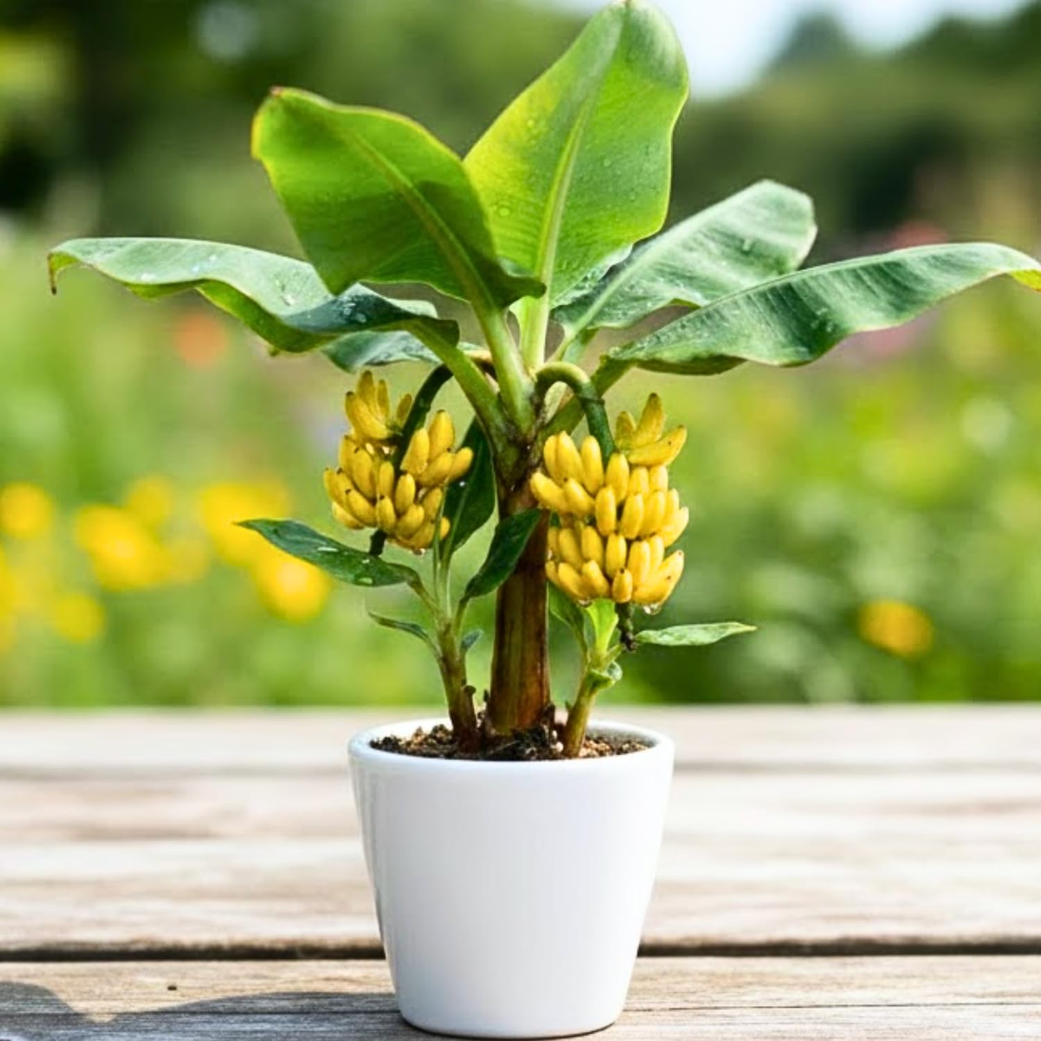 Tiny Banana Tree Live Plant, Cold Hardy Banana Plant Live, Tropical Banana Fruit Seedling, Well Rooted 4-8 Inch Tall
