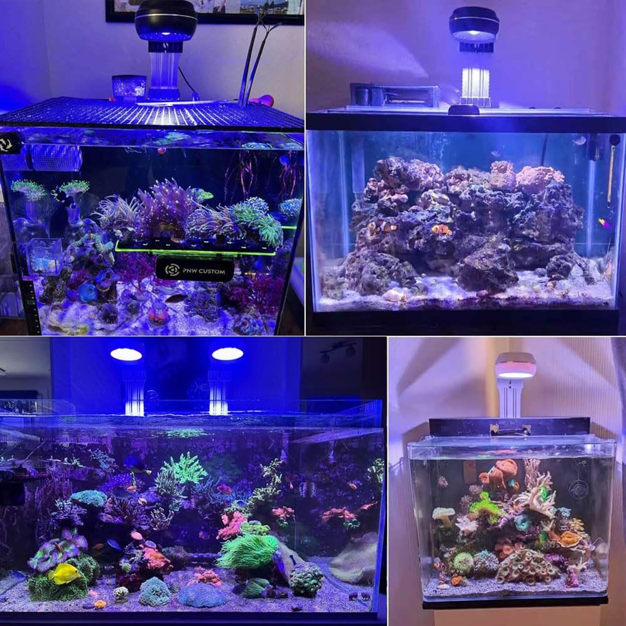 PopBloom RL60 WiFi Led Aquarium Beleuchtung 60w, Meerwasser Aquarium Lampe für Reef Coral Fish Nano Salzwasser Aquariums, Hohe Leistung, APP Unterstützung für Deutsch (60W WiFi (Schwarz))