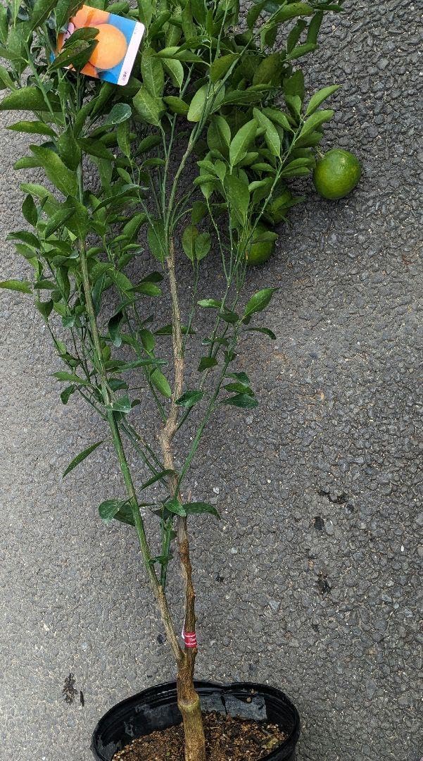 ポンカン蜜柑大苗木???実 レモンの横に♪ ライム苗木♪ レモンの横に
