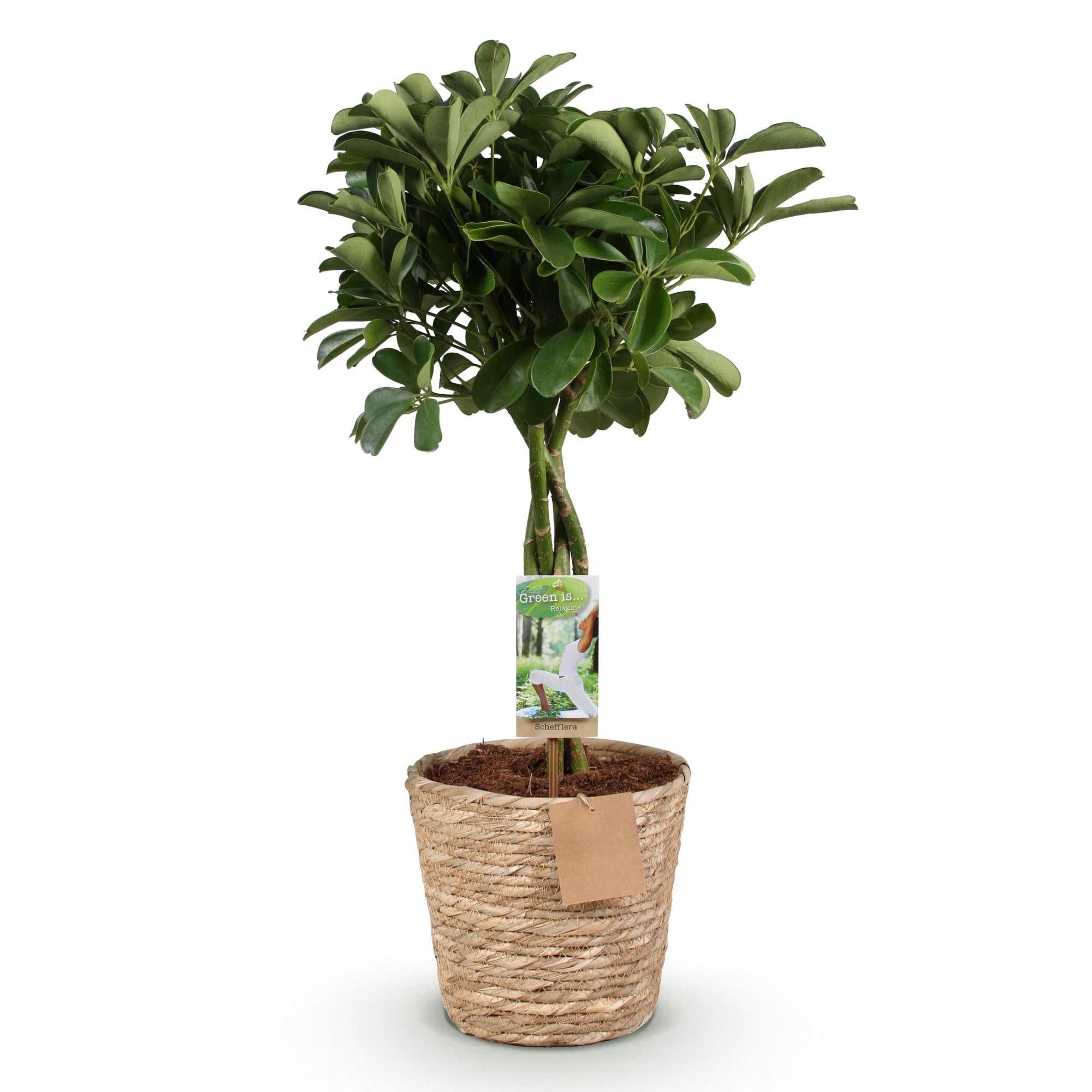 Schefflera Nora – 70-80 cm – 21 cm, z koszem, łatwa w pielęgnacji, błyszcząca zielona roślina do salonu, biura i sypialni, oczyszczająca powietrze i dekoracyjna