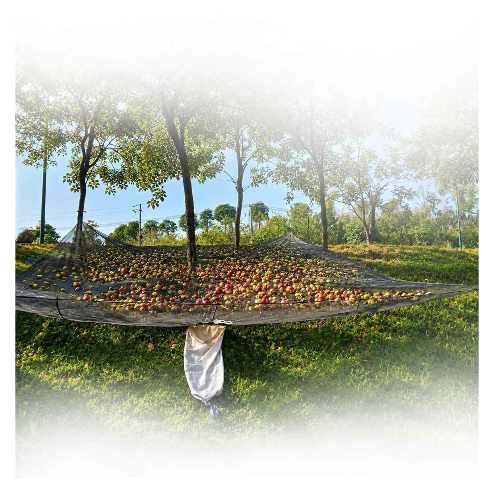 Red de recolección de cosecha de frutas - Negro-20 × 20 pies （6 * 6 m） | Red de recolección de frutas de HDPE debajo del árbol, reutilizable con aro de exportación de frutas para aceitunas, nueces