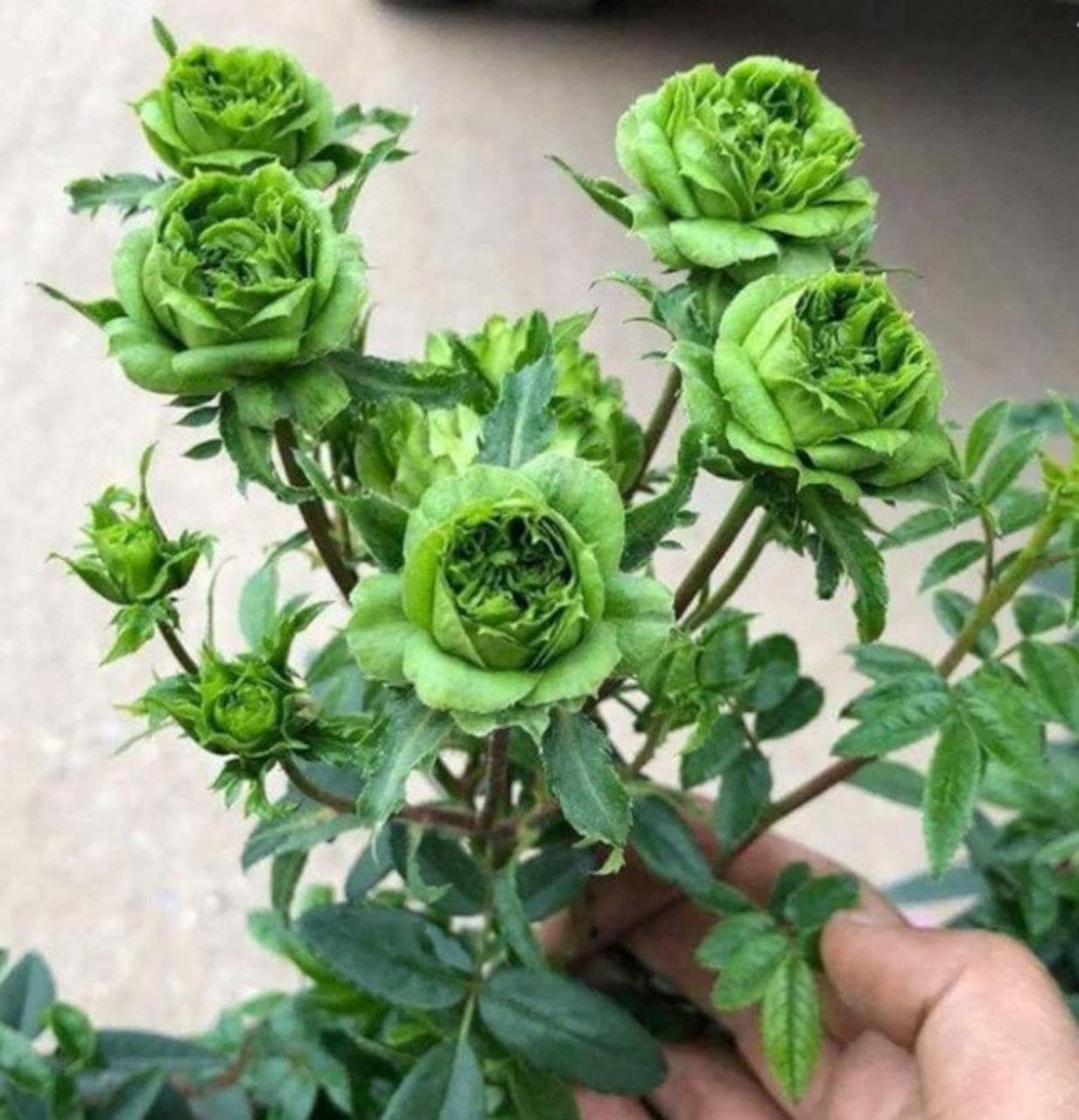 BeGrin Green Rose Live Grafted Plant Rubiginosa Rosa Deri Rose Golap Live Flower Plant 1-2 ft (B0D1NJFQ87) Amazon Price History, Amazon Price Tracker