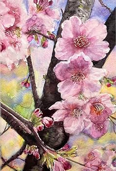 Amazon.co.jp: 591＊河津桜 水彩画 原画 透明水彩画 : ホビー