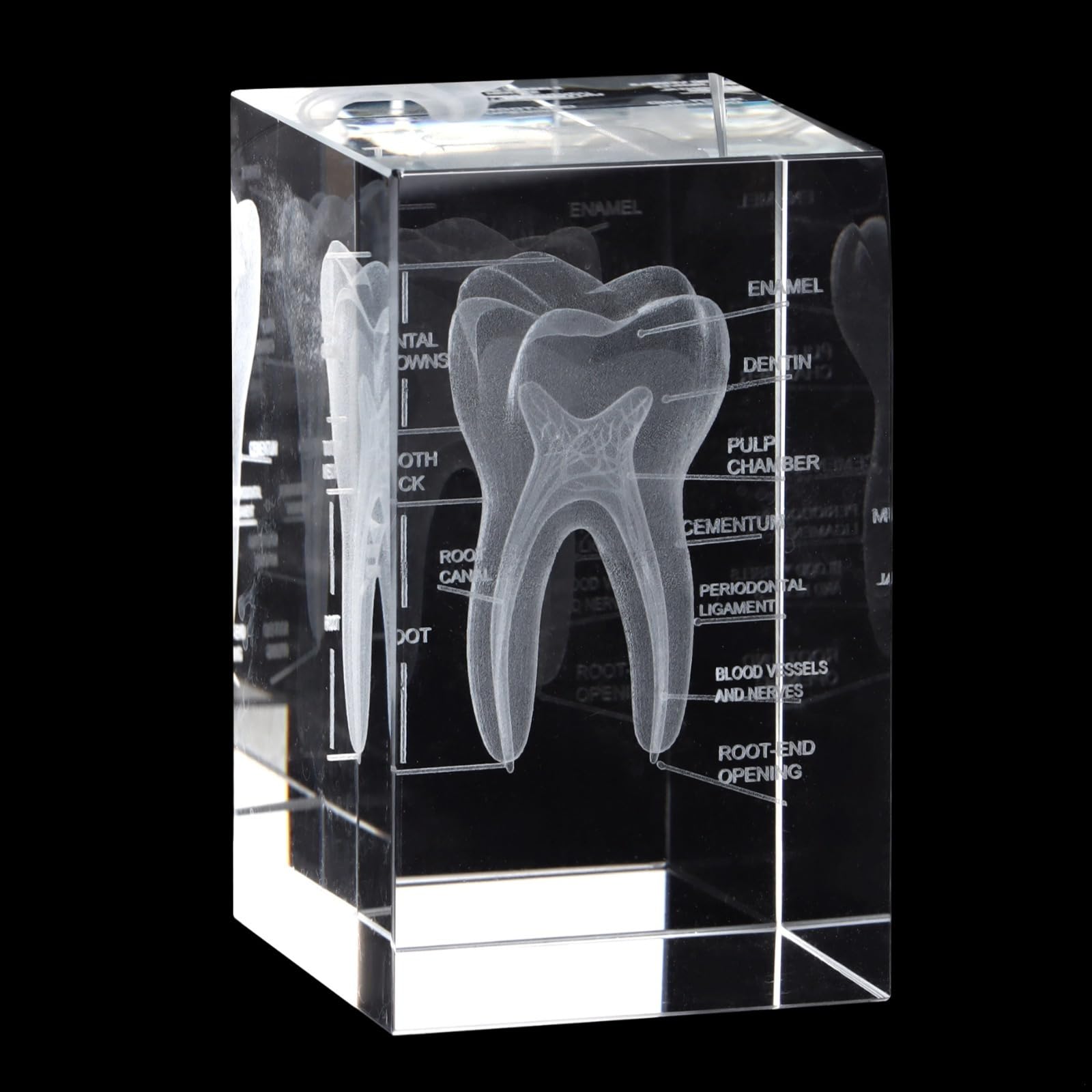 Bosreroy Crystal Human Tooth Model, Laser Etched 3D Tooth Design for Decoration, Gift for Dentists, Home Or Office