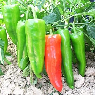 Sweet Pepper Seeds 170+（Capsicum frutescens）Fruit Vegetables Fresh Organic Premium Chilli Plants Seeds for Planting Garden Outdoor