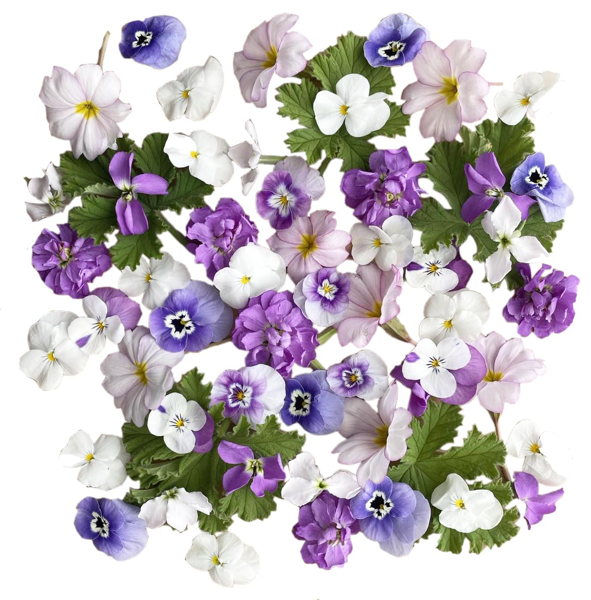 Fresh, Real, Edible Flowers for culinary use (Lilac Shades)