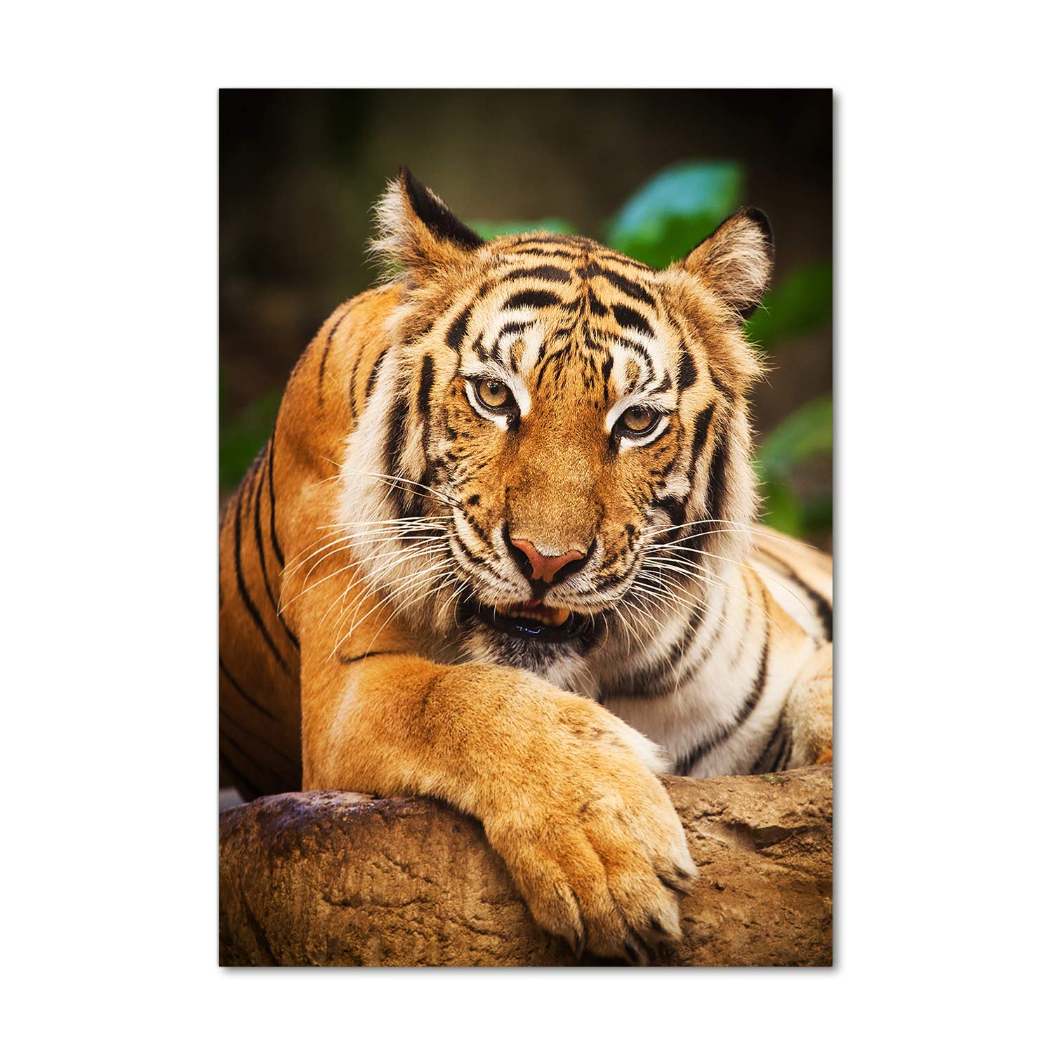 Mural art tigre du Bengale orange : impression sur verre acrylique et tableaux pour la mur