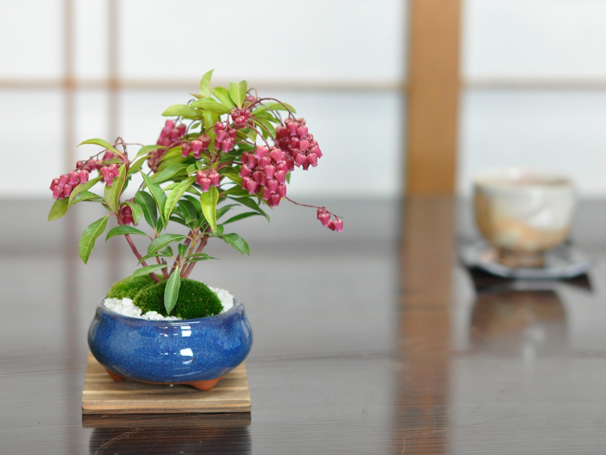 Amazon.co.jp: 盆栽妙 盆栽 アセビ 赤花 あしび 馬酔木 ミニ盆栽