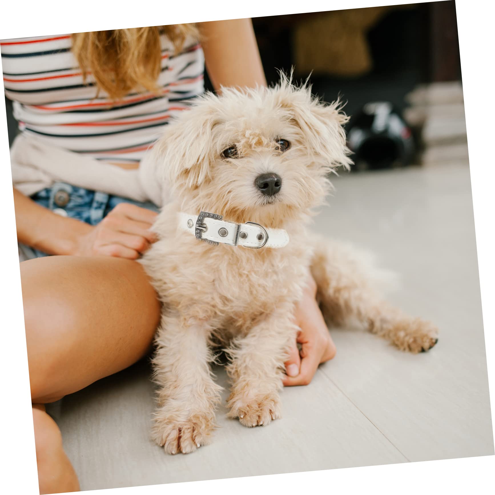 Collare e Guinzaglio per Cani Regolabile 2 Pezzi in Pu Bianco | Cucciolo, per Passeggiate All’aperto e Feste, Perle Finte, Facile da Indossare e Togliere