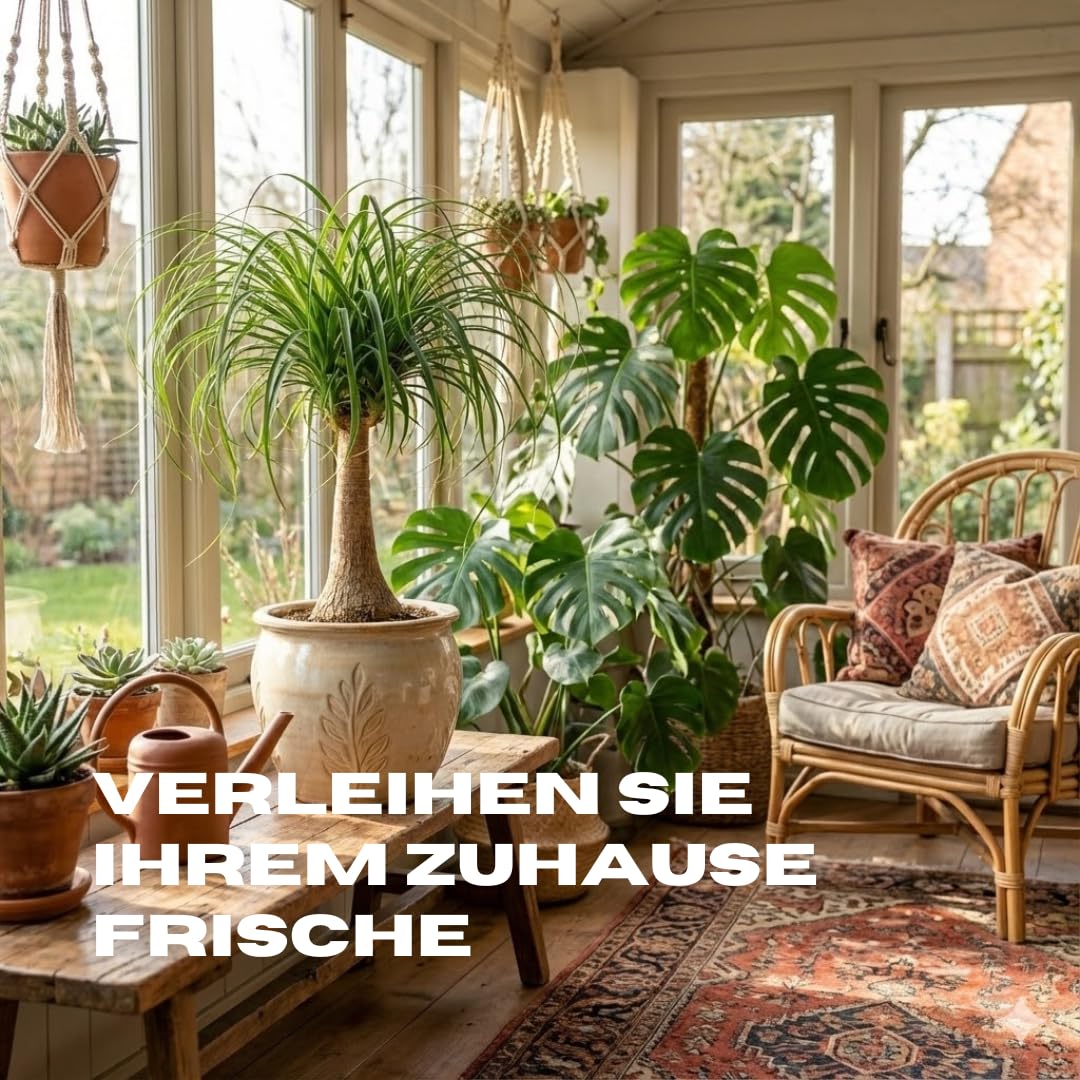 Fresh Plants Zimmerpflanzen -Nolina - Elefantenfu - XXL - Topf  38 cm -  Hhe ca. 100 cm : Amazon.de: Garten