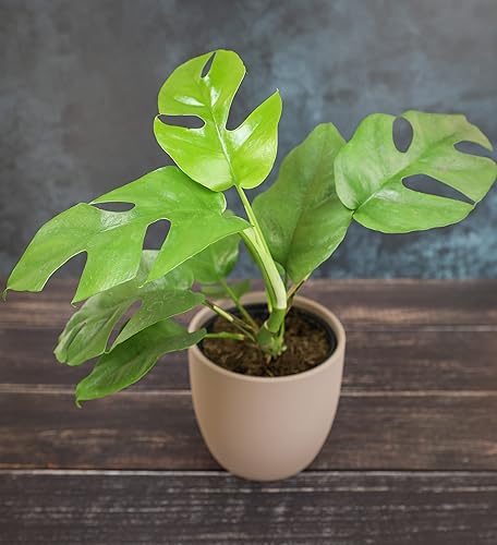 Miniatura 13 de Paquete variado de plantas de filodendro real (incluye 4 plantas vivas) en macetas de cultivo de 4.25 pulgadas, filodendros purificadores de aire