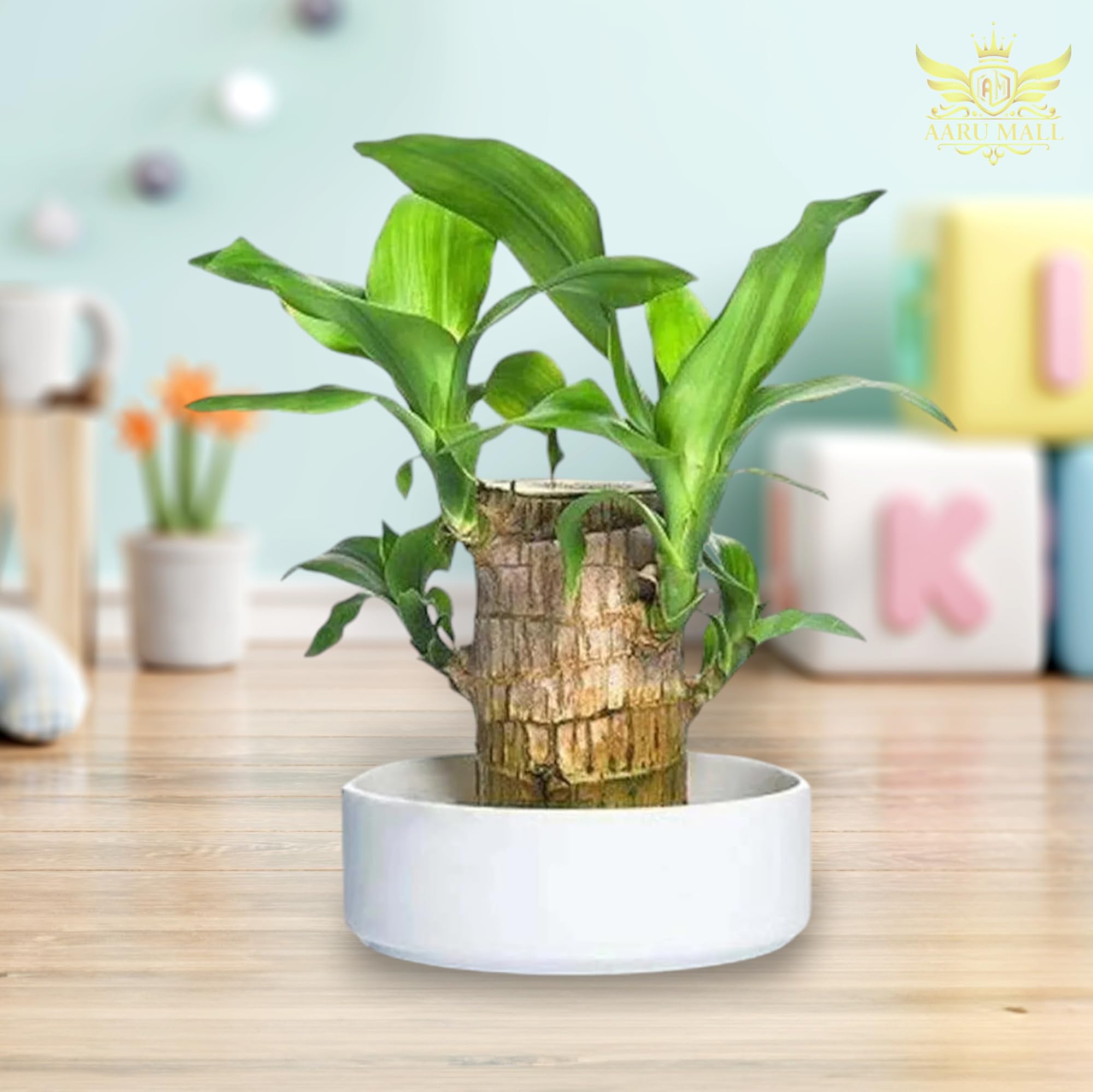 AARU MALL Green Lucky Brazil Wood Potted Plant, Healthy Indoor Live Lucky Brazilian Wood Plant for Living Room, Feng Shui Plant (With Pot) (pack of 1) (B0DH3KYGXT) Amazon Price History, Amazon Price Tracker