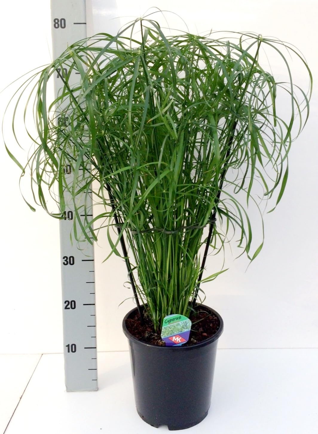 POWERS TO FLOWERS - CYPERUS ALTERNIFOLIUS, PAPIRO D'APPARTAMENTO, VASO 20CM DIAMETRO, pianta vera