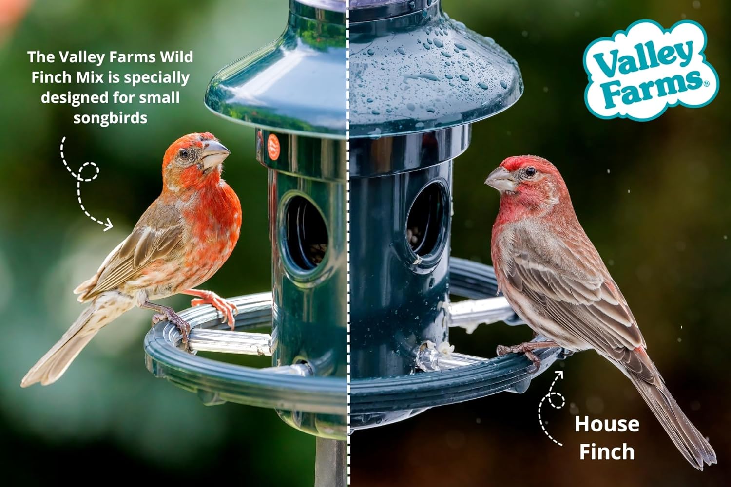 Valley Farms Wild Finch Mix 4 LB 2-Pack (8 LB Total) Wild Bird Food for Outside Feeders, Wild Bird Seed with Millet and Chopped Sunflower Hearts for Birds, Finch Seed for Finch Feeders