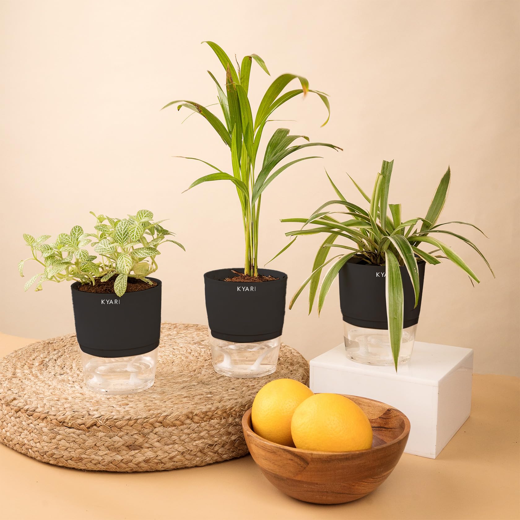 KYARI Areca Palm-Spider-Fittonia Green Combo of 3 Indoor Plants for Living Room | Live Plants | Plants with Black Pot for Home Air purifier plants | Plants for Home Decor | Plants for garden