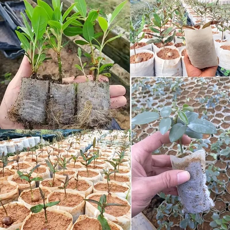 Vasi e accessori per piante Yardwe Sacchi per Piante Biodegradabili in