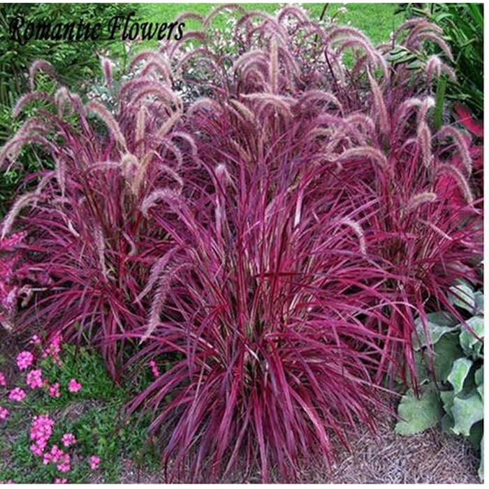 Buy Mr.seedsHalfHardy Perennial Fountain Grass Pennisetum Setaceum
