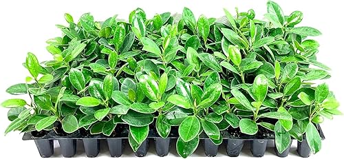 Green Island Ficus  10 plantas vivas  Ficus Microcarpa  Exuberante planta ornamental para interiores y exteriores - Fácil cuidado y crecimiento