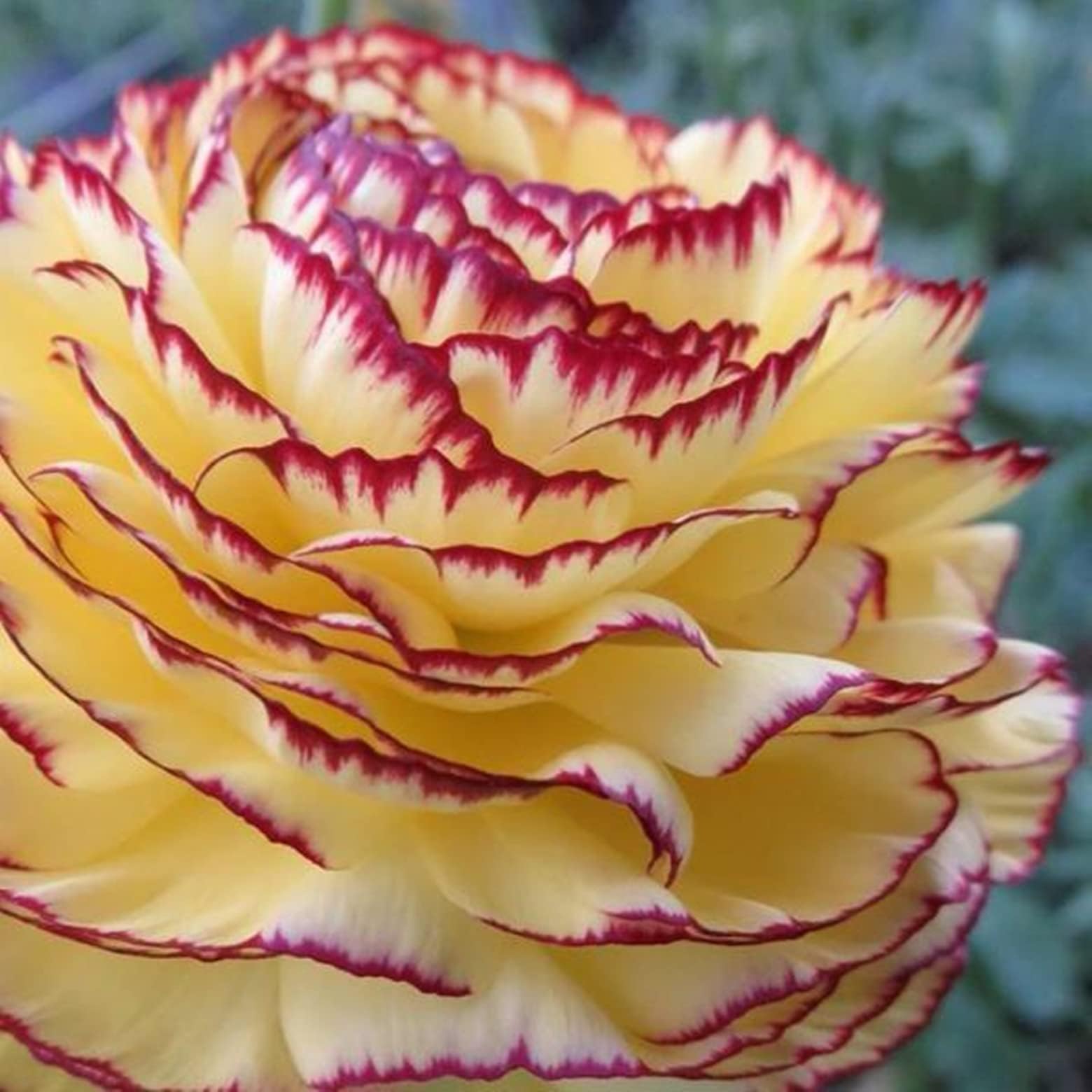 Ranunculus Bulbs Planting Pots to Grow Cut Flowers Exquisite Perennial Garden-25 Buttercup Bulbs,D