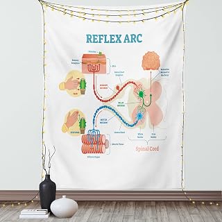Ambesonne Anatomy Tapestry, Science Reflex Arc Spinal Cord Parts Illustraiton, Wall Hanging for Bedroom Living Room Dorm Decor, 60" X 80", Sea Blue Pale Peach