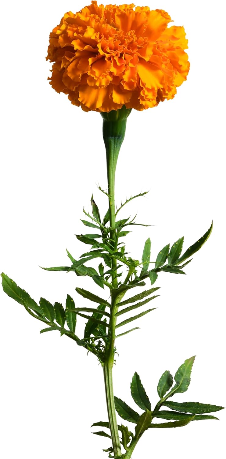 edn SmallGarden Marigold SeedPods - 10 Pack
