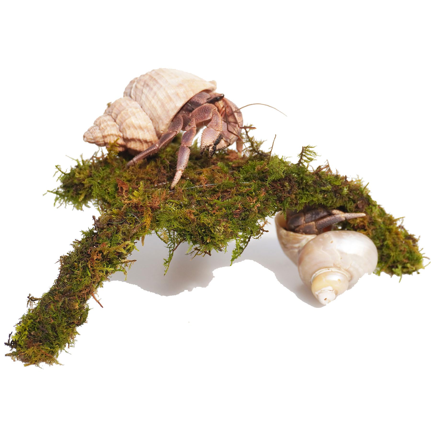 Jinymral Hermit Crab Accessories, 7 Inch Adjustable Hermit Crab Climbing Toys, Mini Play and Hide Platforms