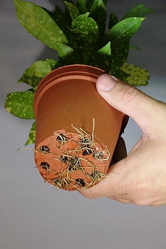 Miniatura 3 de Alfombrillas de riego para plantas en macetas de interior y exterior, 2 unidades