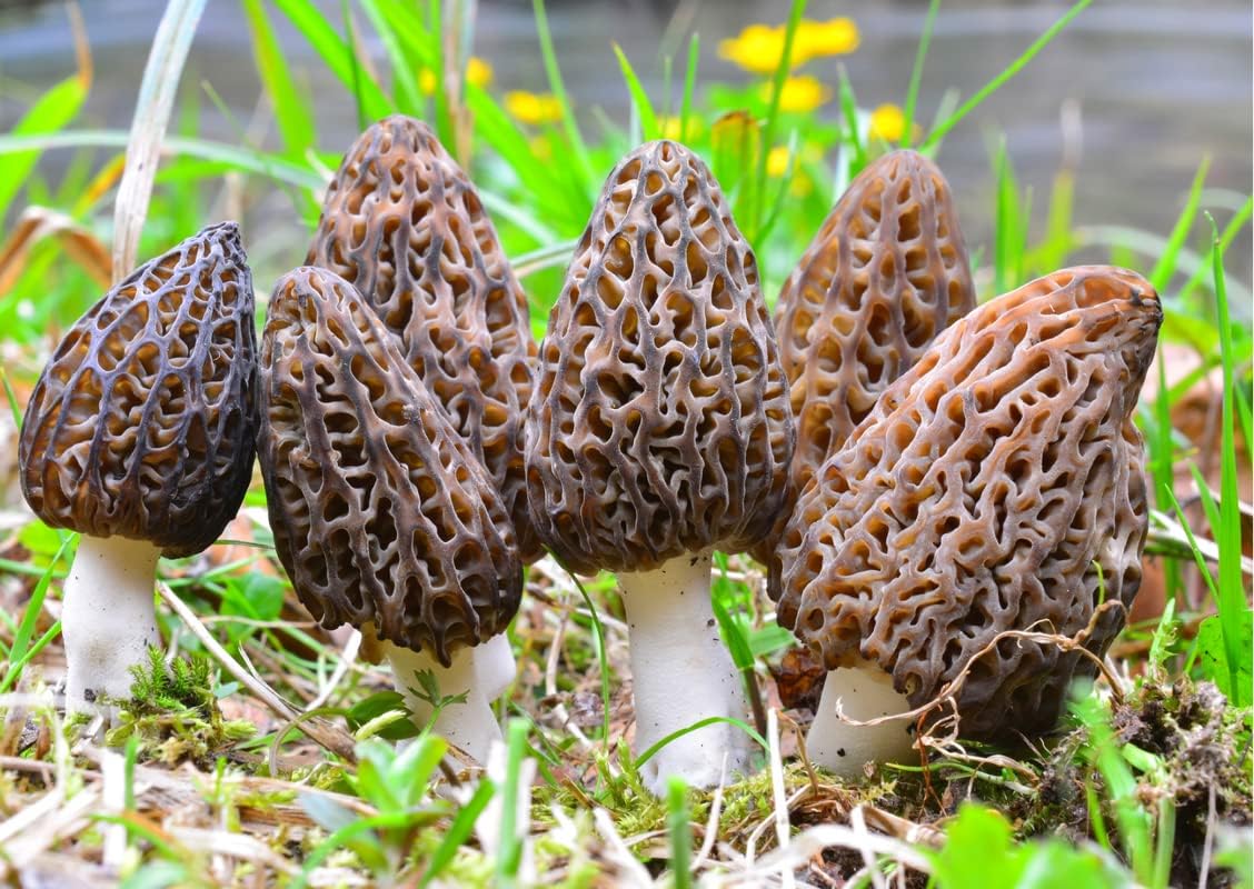 Morel Mushroom Spores in Liquid Mushrooms Grow Kit for Planting in 5 Square Feet